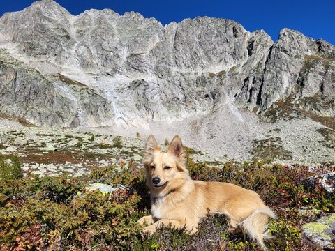 A charming small dog poses proudly in front of an impressive mountain range near Bedretto, Italy. The scenic alpine backdrop, natural light, and playful character of the dog create a joyful portrait.
