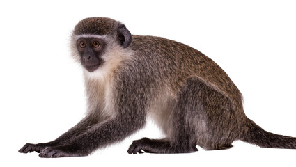 Fototapeta premium Small vervet monkey with grey fur and dark face, isolated on transparent background