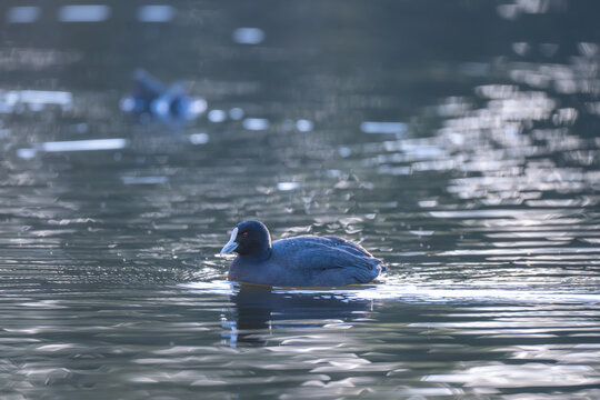 Eurasian Coot Swimming on Reflective Water in Soft Morning Light