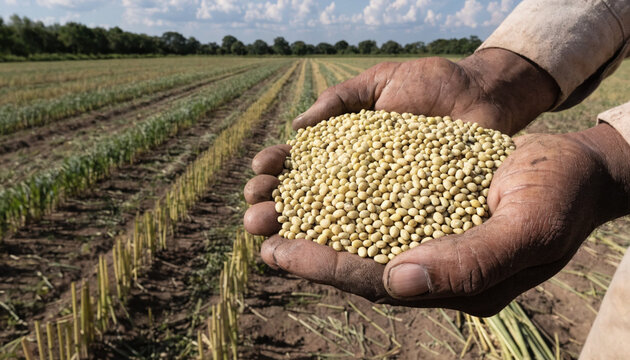 Hands holding yellow soybean seed in harvested field under cloudy sky, farmer hands holding grain with soil texture and rows of stubble