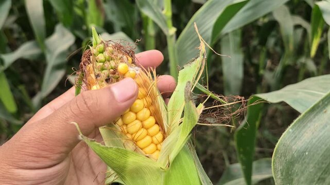 Farmer Hand Checking and Touching Ripe Corn Kernels in Field