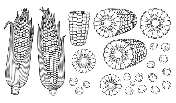 Detailed black and white illustrations of corn on the cob and kernels