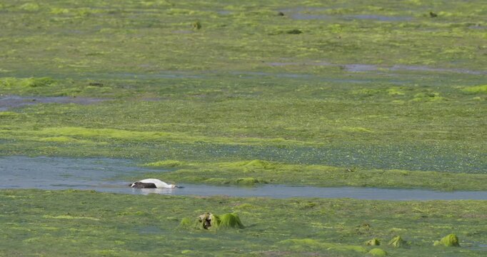 Common eider duck swimming and diving in algae covered water