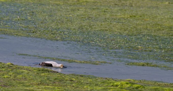 Common eider duck eating and swimming in algae covered water