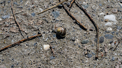 snail sitting on hot stone floor with space for text © Michael