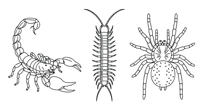 Collection of line art illustrations of a scorpion, centipede, and tarantula spider on a white background