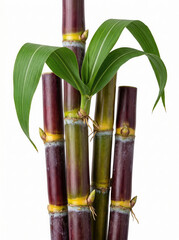 Fototapeta premium Stalks of purple sugarcane with green leaves isolated on a clean generated using ai