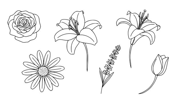 Hand drawn flower vector set botanical floral collection isolated on white background