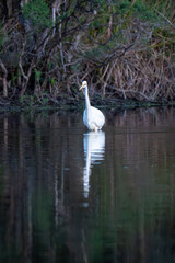 Obraz premium Elegant great egret standing in still water with a symmetrical reflection and soft natural background.