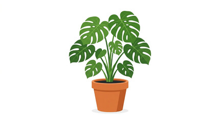 Obraz premium Tropical Monstera Plant in Pot Isolated on White Background
