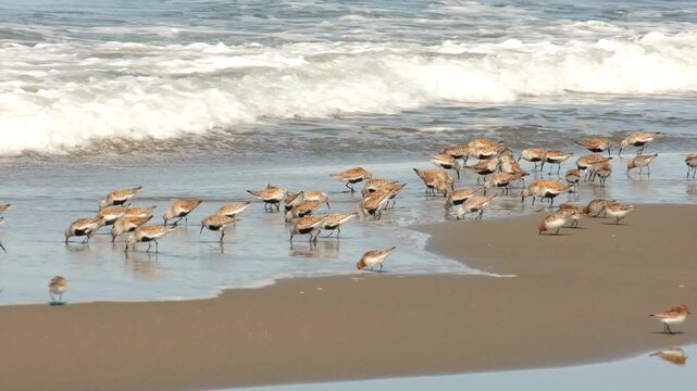 Sandpipers and dunlins run along the seashore in search of food.