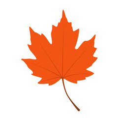 Fototapeta premium Red Yellow Maple Leaf, Autumn Forest Flat Vector Illustration