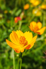 Fototapeta premium Yellow tropical flowers are blooming in the natural morning sunlight against a backdrop of soft, gre