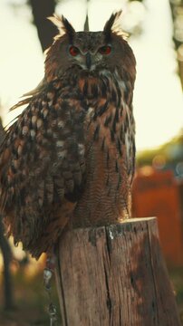 Owl perched on a log at a wildlife park in the afternoon sunlight watching its surroundings