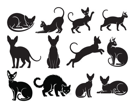 Cornish Rex and Sphynx cat silhouettes set, elegant vector feline poses
