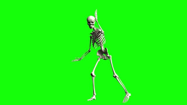 Dancing human skeleton on green screen