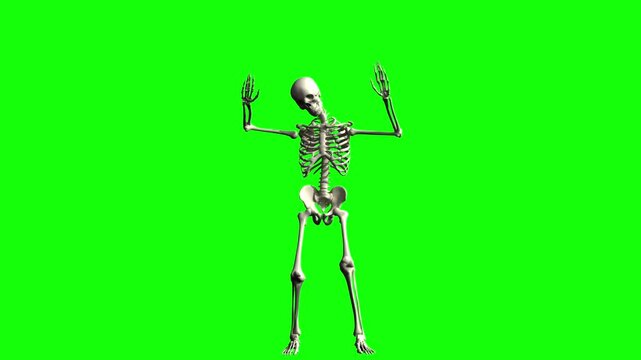 Dancing human skeleton on green screen
