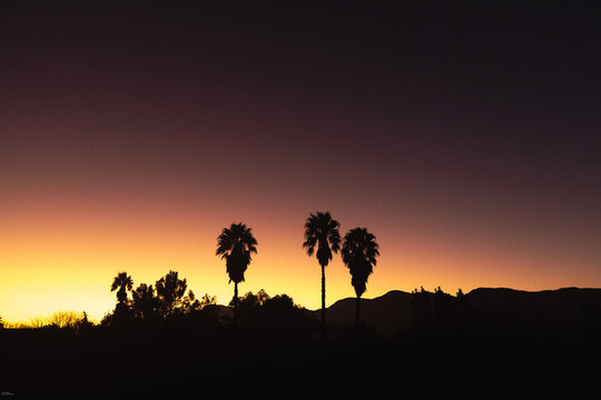 silhouette of palm trees at dusk, Stanford, South Africa