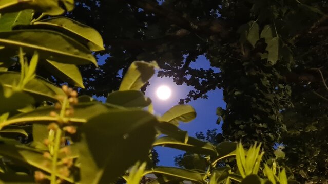 Une magnifique pleine lune de printemps vue depuis les branches d'une haie (France)