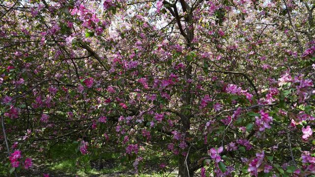 Branches of blooming pink apple tree with buds and flowers in spring orchard.