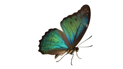 Iridescent blue and green butterfly wings detailed texture, isolated on transparent background © Maria
