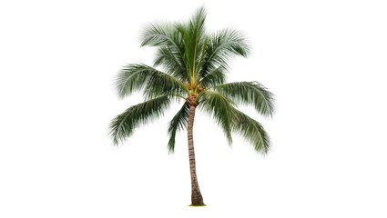 Tall green coconut palm tree with textured bark, isolated on transparent background © Maria
