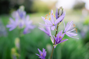 Prärielilien im Bauerngarten © Rouven