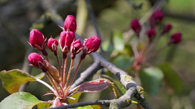 Branches of blooming pink apple tree with buds and flowers in spring orchard.