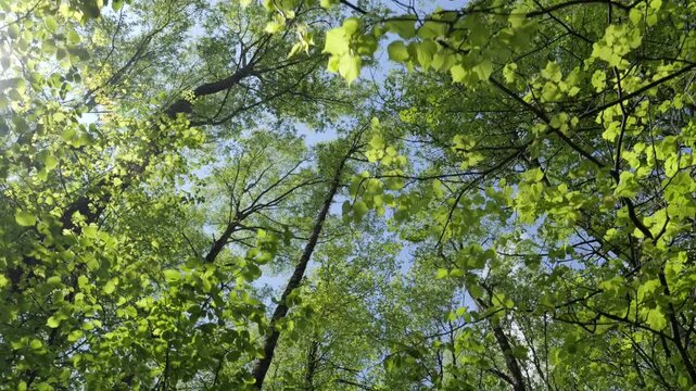 Walking in Spring Forest in a Sunny Day, View on Tops of Trees.