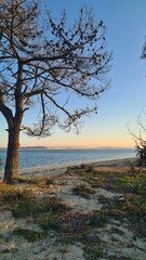 La dune du Pilat vue depuis la plage de la Flèche du Mimbeau (presqu'île du Cap Ferret) © Arnaud