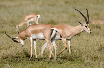 Fototapeta premium Gazelle de Grant,