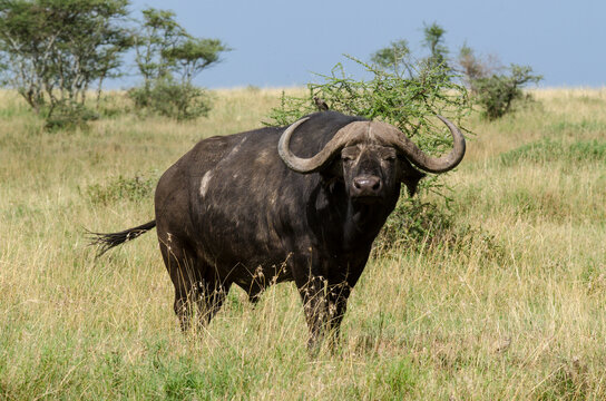 Buffle d'Afrique