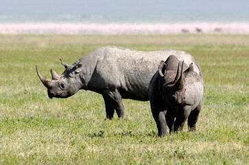 rhinocéros noir © JAG IMAGES