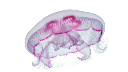 Fototapeta premium Translucent pink jellyfish with delicate tentacles, isolated on transparent background