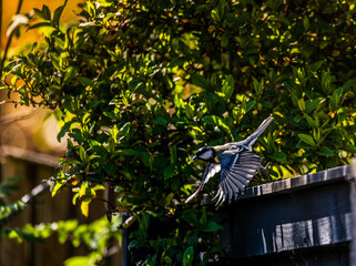 blue tit in flight near garden fence © LA Jones
