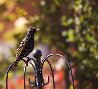 European starling perched on garden hook with blurred background