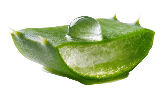 Fresh aloe vera slice with clear gel drop, isolated on transparent background