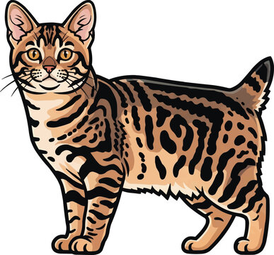Pixie-bob cat standing side profile attentive vector illustration