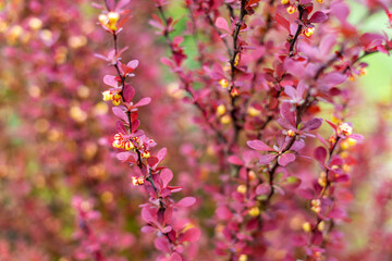 Fototapeta premium Pink barberry branches blooming in spring. Close-up of ornamental barberry shrub with pink leaves and small yellow flowers, creating a soft colorful spring garden background.