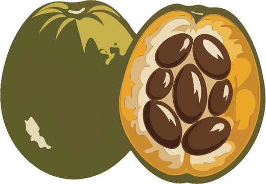 Illustration of Cacao fruit with one half cut open showing seeds.