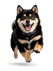 Fototapeta premium Happy Black Shiba Inu Dog Jumping Isolated on White Background