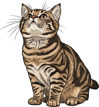 Pixie-bob cat sitting looking up curious expectant pose illustration