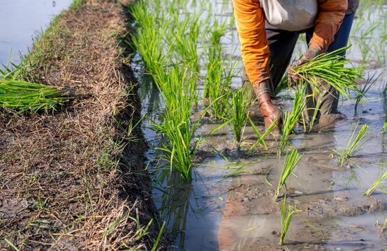 Asian woman farmer planting young rice seedlings by hand in a muddy flooded paddy field