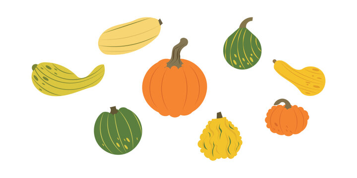 Pumpkin set with autumn gourds and squashes vector illustration. Minimalist flat design of diverse orange and green thanksgiving vegetables for fall harvest festival decorations, halloween banners 