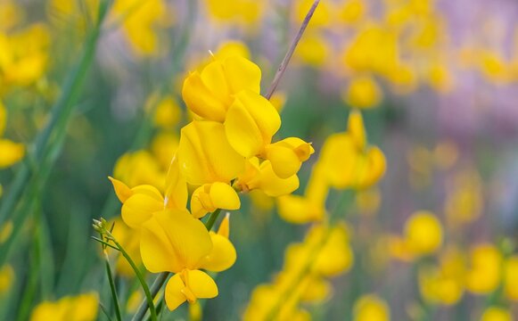 Spartium junceum is a shrub species belonging to the legume family (Fabaceae) native to the Mediterranean region. However, it has recently been observed in the parks of the ancient city of Hasankeyf, 