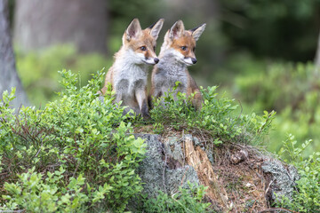 Fototapeta premium Lovely pair of cute fox cubs is posing in the forest. Horizontally. 