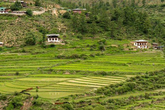 Paro Bhutan, view across valley with rice fields
