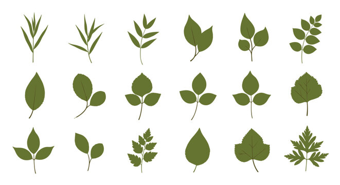 Comprehensive botanical collection of many diverse green leaf shapes and plant foliage on a white background.