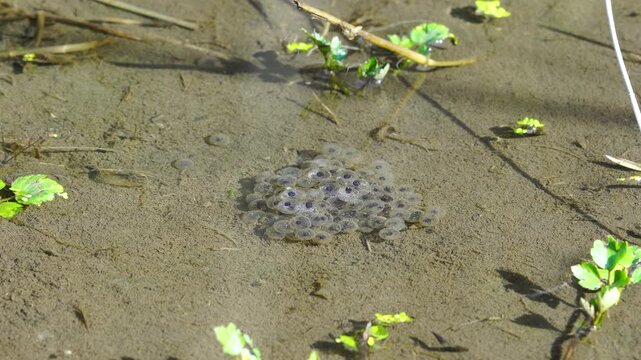 Wildlife - frogs. Water frogs (Ranidae) are a family of frogs consisting of about 260 species, distributed all over the world except southwestern Antarctica. Interesting display of frog eggs in cluste