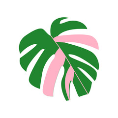 Variegated pink and green monstera leaf on white background. Single tropical foliage element and exotic houseplant branch for botanical summer graphic design © Iryna Duda